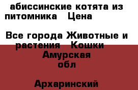 абиссинские котята из питомника › Цена ­ 15 000 - Все города Животные и растения » Кошки   . Амурская обл.,Архаринский р-н